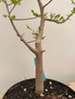 Cyrtocarpa edulis 8" Pot