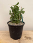 Adenia spinosa 1 Gallon Pot