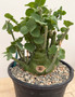 Adenia spinosa 1 Gallon Pot