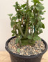 Adenia spinosa 1 Gallon Pot