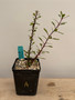 Fouquieria fasciculata 5" Pot A
