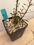 Fouquieria fasciculata 5" Pot A