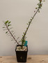 Fouquieria fasciculata 5" Pot B