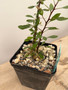 Fouquieria fasciculata 5" Pot C