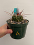 Stenocactus lamellosus 5" Pot A