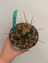 Stenocactus lamellosus 5" Pot C