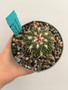 Stenocactus phyllacanthus v. violaciflorus 5" Pot A