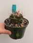 Stenocactus phyllacanthus v. violaciflorus 5" Pot B