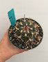 Stenocactus phyllacanthus v. violaciflorus 5" Pot B