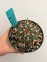Stenocactus phyllacanthus v. violaciflorus 5" Pot C
