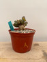Euphorbia species 6" Pot A