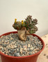 Euphorbia species 6" Pot A