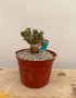 Euphorbia species 6" Pot B