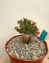 Euphorbia species 6" Pot B