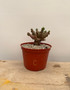 Euphorbia species 6" Pot C