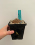 Dioscorea elephantipes 5" Pot A