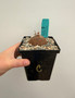 Dioscorea elephantipes 5" Pot C