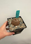 Dioscorea elephantipes 5" Pot C