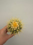 Echinocereus grusonii 2" Pot A - hard grown seedling