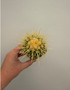 Echinocereus grusonii 2" Pot B - hard grown seedling