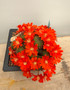 Rebutia graciliflora v. borealis 6" Pot