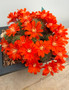 Rebutia graciliflora v. borealis 6" Pot