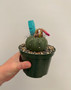 Matucana madisoniorum 5" Pot