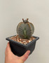 Astrophytum myriostigma v. columnaris 4" Pot