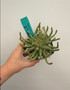 Euphorbia GM211 3.5" Pot A