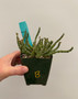 Euphorbia GM211 3.5" Pot B