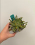 Euphorbia GM211 3.5" Pot C