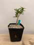 Pachypodium bispinosum x succulentum 6" Pot A