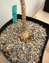 Pachypodium bispinosum x succulentum 6" Pot A