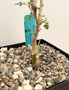 Pachycormus discolor 6" Pot