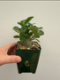 Adenium hybrid 3.5" Pot C
