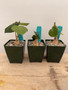 Gonolobus cyclophyllus 3.5" Pots