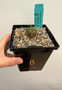 Euphorbia astrophora hybrid 5" Pot B