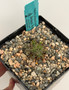 Euphorbia astrophora hybrid 5" Pot B