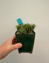 Euphorbia 'Twinkle Twirl" 3.5" Pot