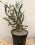 Bursera fagaroides 3 Gallon Pot A
