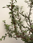 Bursera fagaroides 3 Gallon Pot A