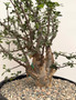 Bursera fagaroides 3 Gallon Pot A