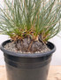 Calibanus hookeri hybrid 3 Gallon Pot