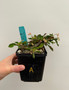 Euphorbia millii x decaryi 5" Pot A
