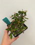Euphorbia millii x decaryi 5" Pot A