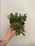 Euphorbia millii x decaryi 5" Pot B