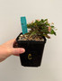Euphorbia millii x decaryi 5" Pot C