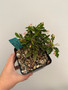 Euphorbia millii x decaryi 5" Pot C