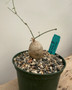 Kedrostis africana 6" Pot
