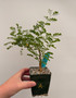 Acacia burkei 3.5" Pot A